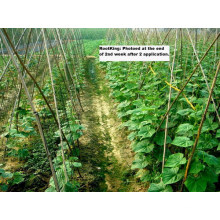 Plant Protection Plant Growth Regulatorrootking